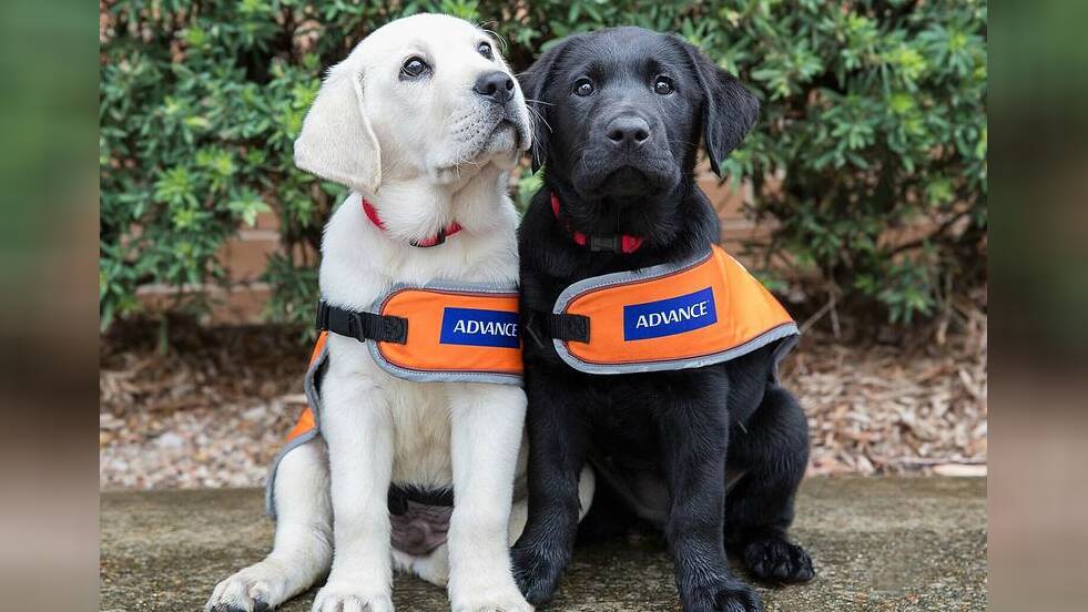 Guide Dogs Australia needs "puppy raisers" to provide loving homes and training for 200 dogs.