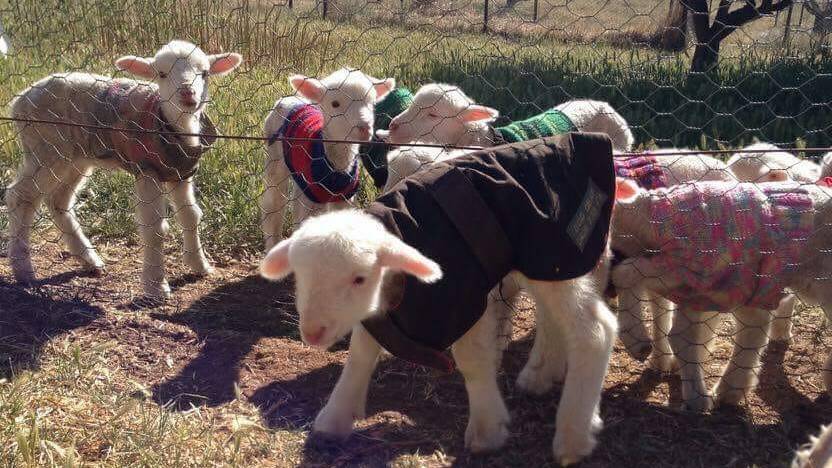 Thank ewe! Illawarra’s woolly lamb jumpers headed to drought-hit farmers