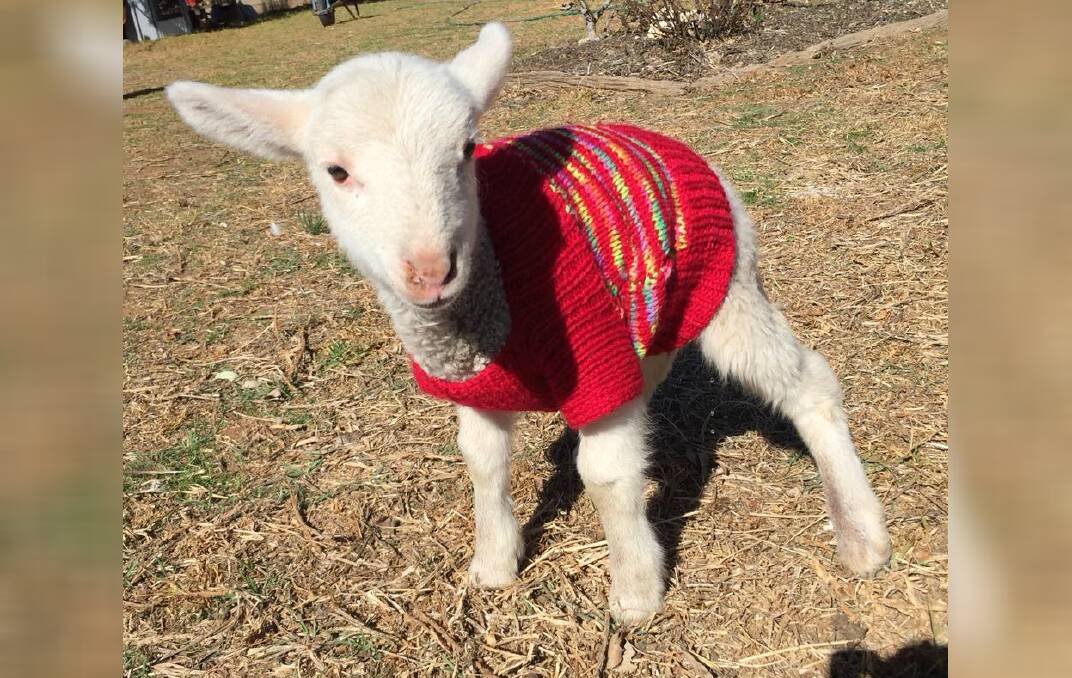 Picture: Lamb Jumpers "Helping Our Farmers" - Facebook