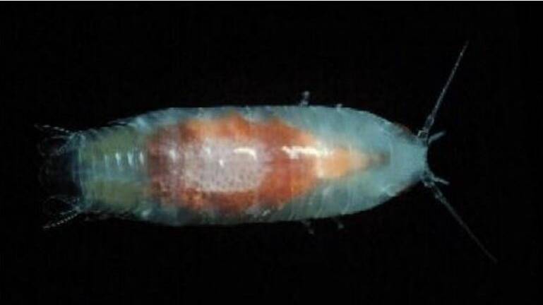 Enlarged photo of a sea louse Natatolana woodjonesi, (actual size about 25mm) - one of the species that inhabits Port Phillip Bay. Photo: Museums Victoria