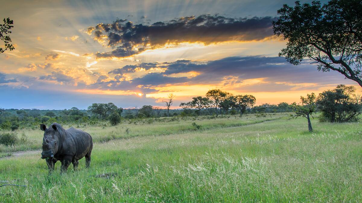 Sabi Sabi Private Game Reserve, South Africa
