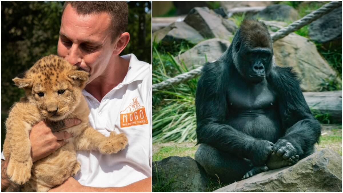 Mogo zoo to reopen this weekend after South Coast bushfires
