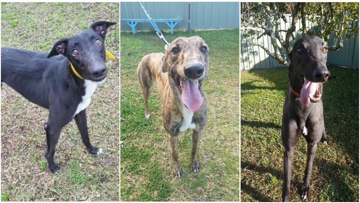 Give a greyhound their forever home at Dapto this Saturday