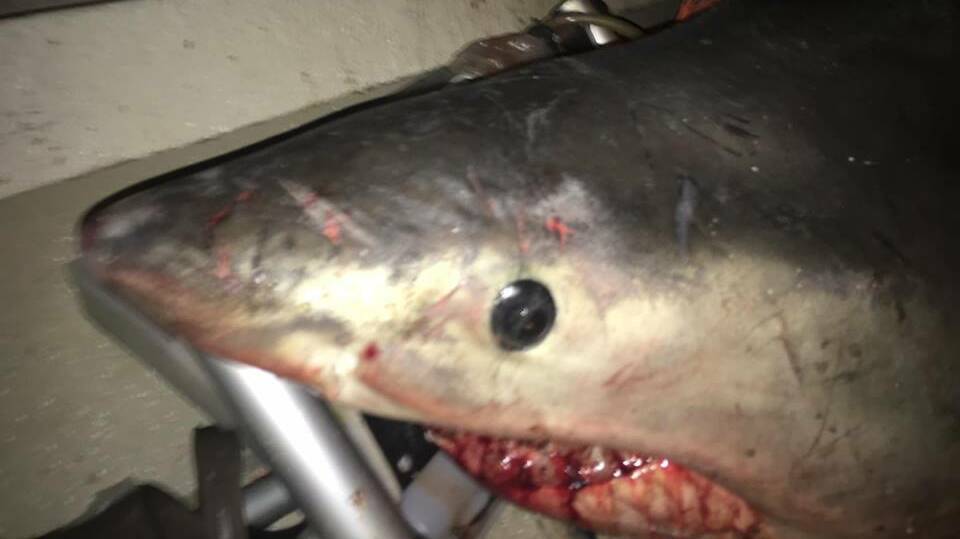 The great white shark knocked fisherman Terry Selwood off his feet. Photo: Marine Rescue Evans Head