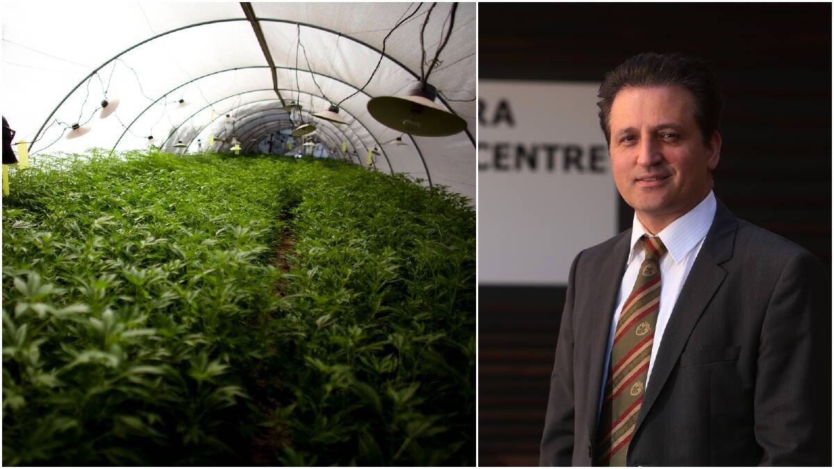 Left: A cannabis greenhouse. Picture: Uriel Sinai/Getty Images Right: Professor Morteza Aghmesheh will oversee a trial of medicinal cannabis at the Illawarra Cancer Care Centre. Picture: Robert Peet