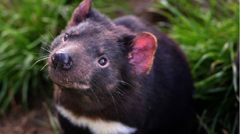 Tasmanian devils' cancer spread is slowing: study
