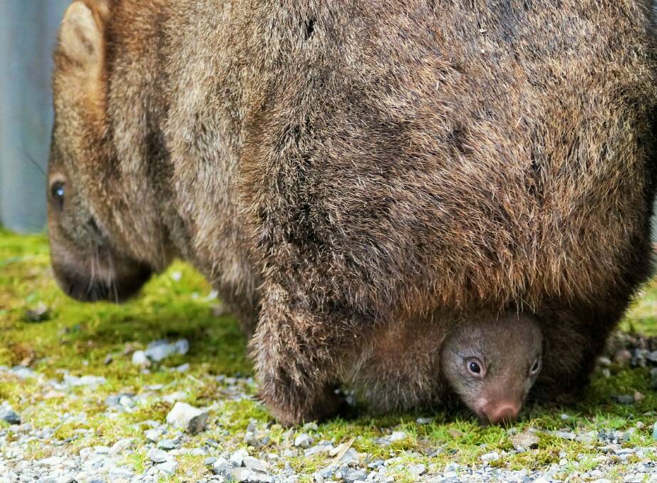 Mother wombat and joey on the move.