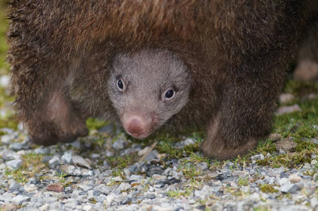 Catherine Ocean's photo of a joey in her mother's pouch. Picture: Supplied.