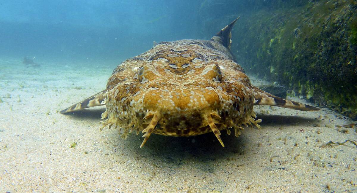 CLOSE ENCOUNTER: The DPI identified a wobbegong shark was responsible for the incident at Gerroa. Photo: Norm Hoyland.