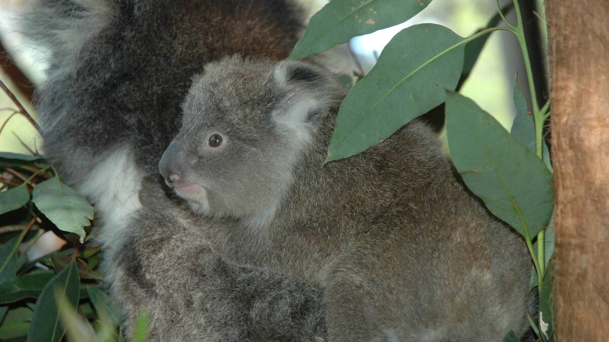APTLY NAMED: Hope, the juvenile koala, is one of Potoroo Palace's breeding program success stories.