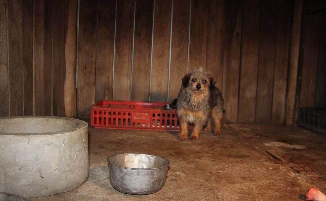Sad: Another photo from the Guyra puppy farm prosecution. 