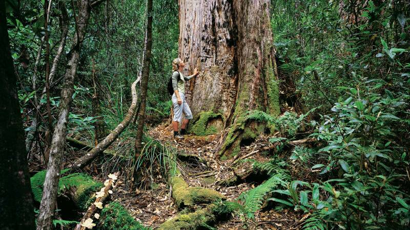 The Tarkine is a magical place with strong Aboriginal links at every turn. 