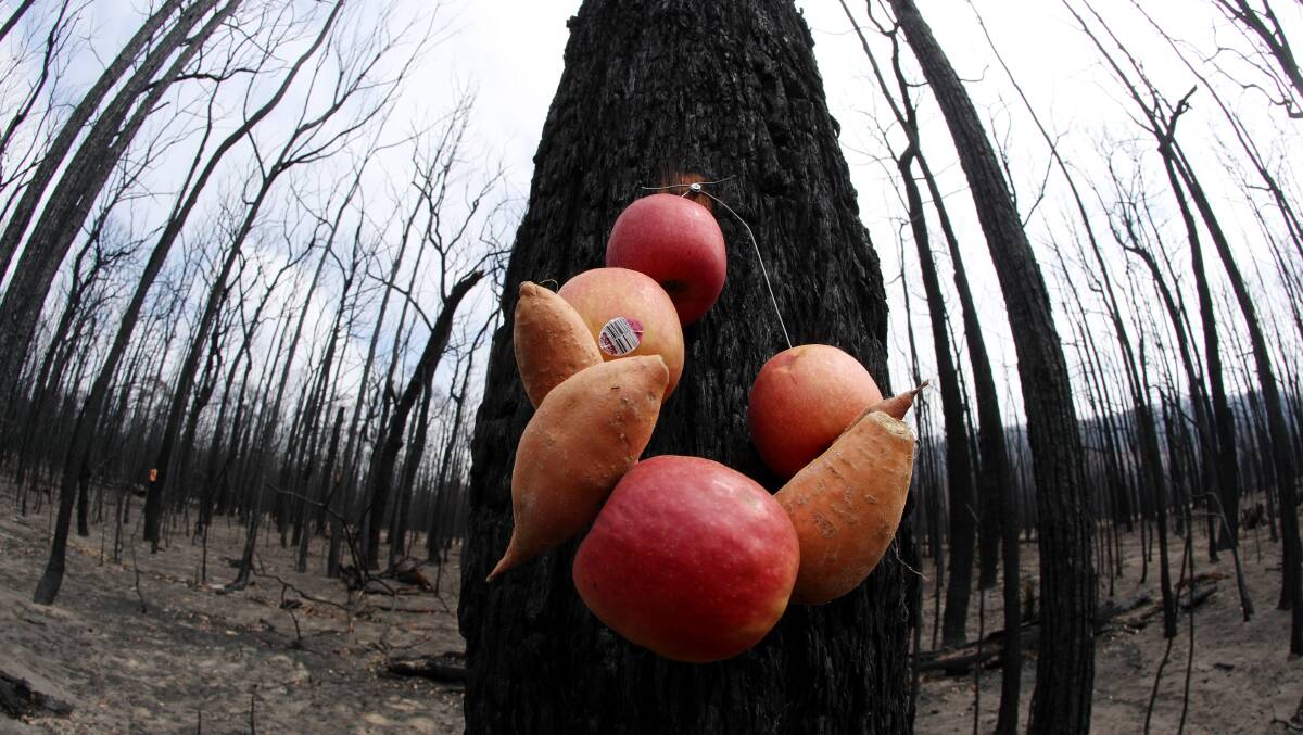 FOOD FOR THOUGHT: Food left in the burnt zone by wildlife volunteers. They are taking great risks entering the fire ground. Photo: Robert Peet 