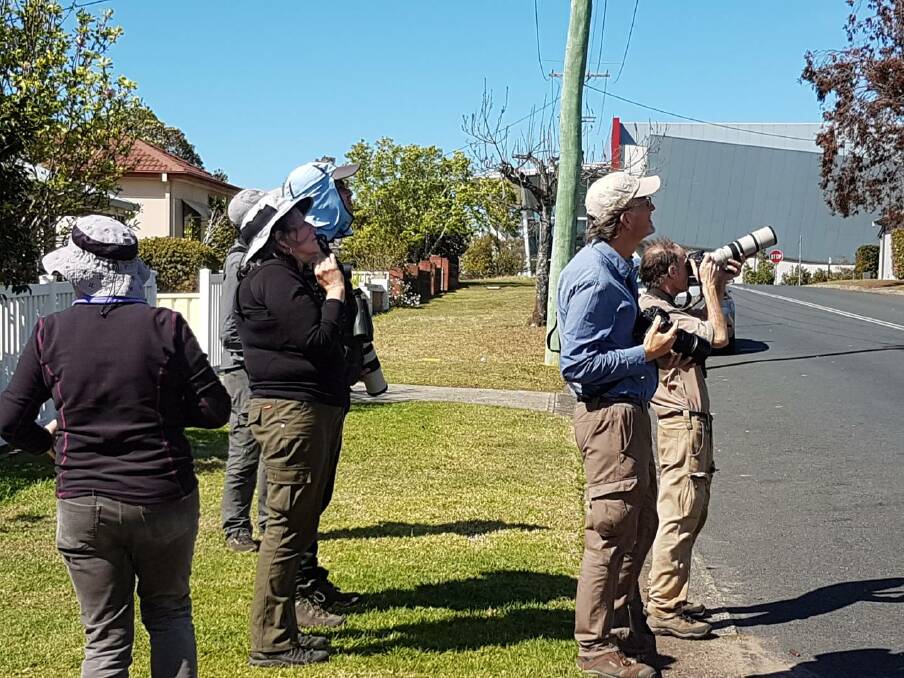 GOLD FEVER: Twitchers at the intersection of Keft Avenue and Hyam Street, Nowra, snap the endangered regent honey eater. Photo: Denis Thorpe 