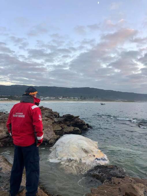 The whale carcass has been washed into the rock platform at Bulli Point and sharks remain in the water feeding on it. Picture: Surf Life Saving Illawarra