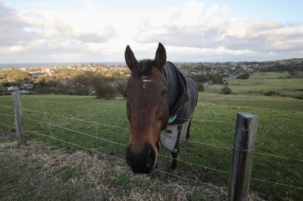 No horsing around: The news that this parcel of land at Kiama - big enough for more than 400 homes - has been rezoned by the NSW Planning Department has angered the Kiama community. Picture: Sylvia Liber