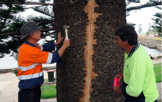 The scarring on a Norfolk Island Pine after it was struck by lightning on Tuesday afternoon.