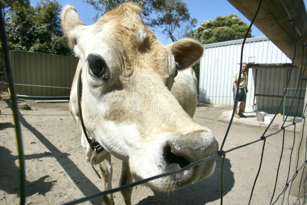 Cows straying onto the Princes Highway were causing a problem for northern Illawarra residents.