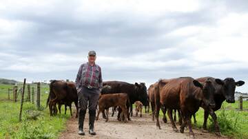 Schottlanders Wagyu owner Gerhard Baden has lodged another development application to build a micro-abattoir on his cattle farm. Picture by Sylvia Liber