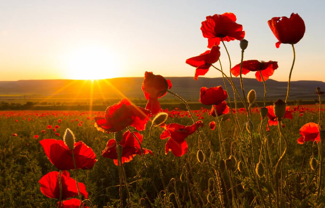 LEST WE FORGET: The poppy is a significant symbol of Remembrance Day representing the immeasurable sacrifice made by those who died in the First World War and later conflicts. Photo: Shutterstock