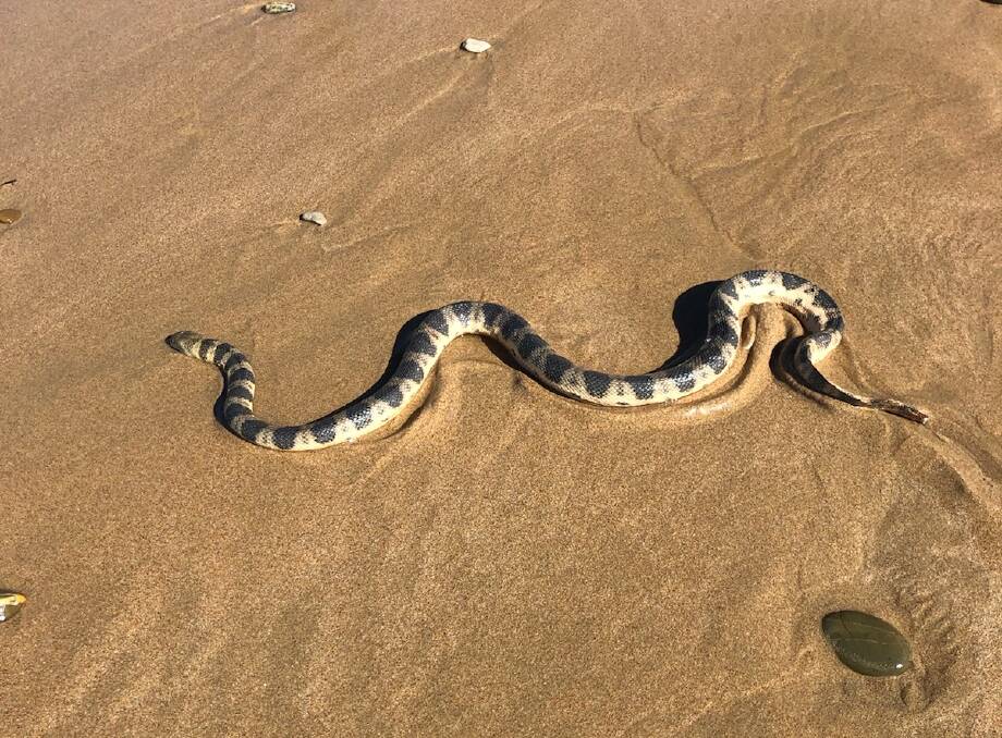 An Elegant sea snake was spot at Bulli rock pools on Thursday. Picture: Anthony Turner