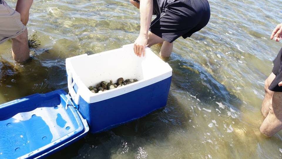 John Davey saw several groups of fishers collect more than the limit of cockles from Lake Illawarra on Sunday. Picture: John Davey