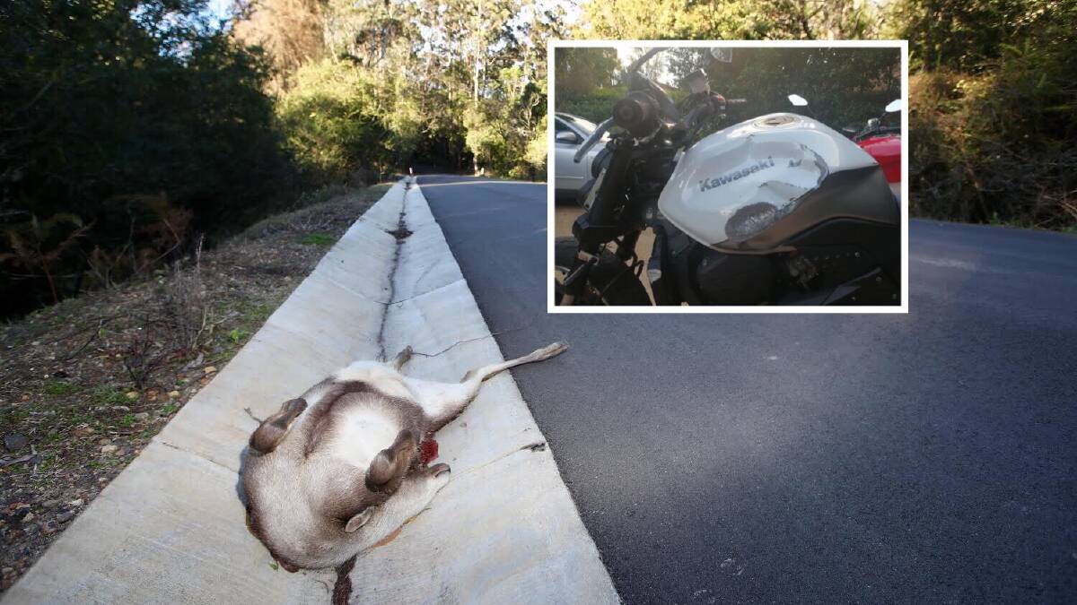 A deer has died after it collided with a motorcyclist on Harry Graham Drive, Kembla Heights. The rider escaped serious injury but the bike (inset) was damaged. Picture: Adam McLean