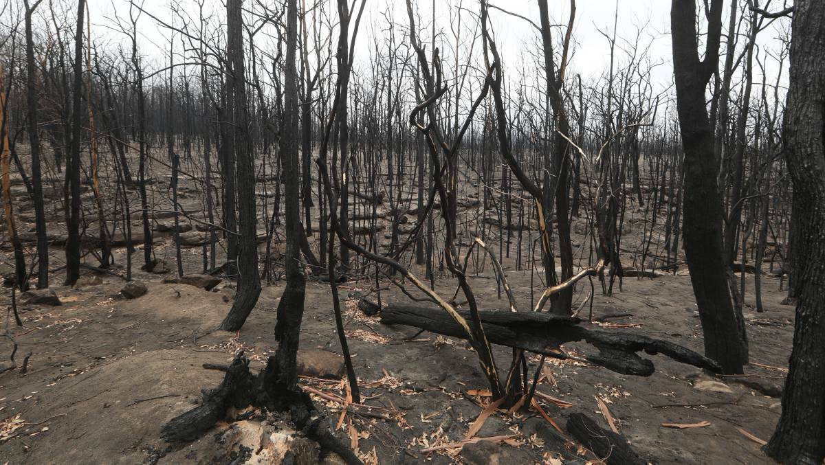 Once dense bushland was decimated by fire at Kangaroo Valley. Picture: Robert Peet