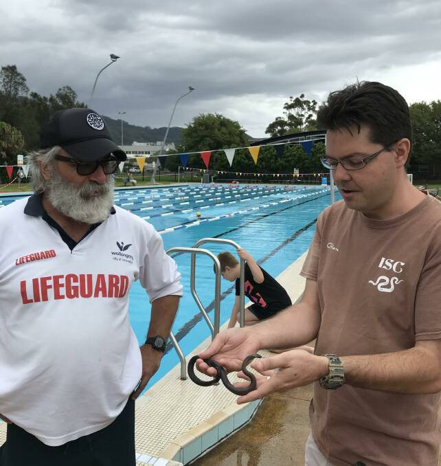Slithery: A Wollongong Council lifeguard called Illawarra Snake Catcher Glen Peacock to rescue a golden crown stuck in a filter pit at Corrimal Pool. Picture: Supplied