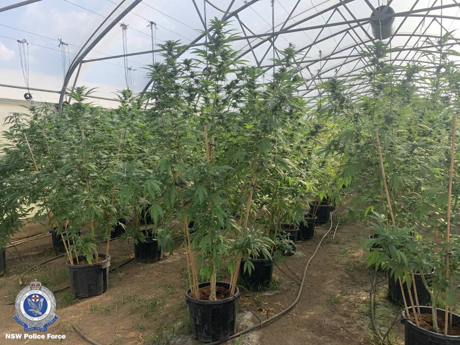 Police seized more than 2400 mature cannabis plants. Picture: NSW Police