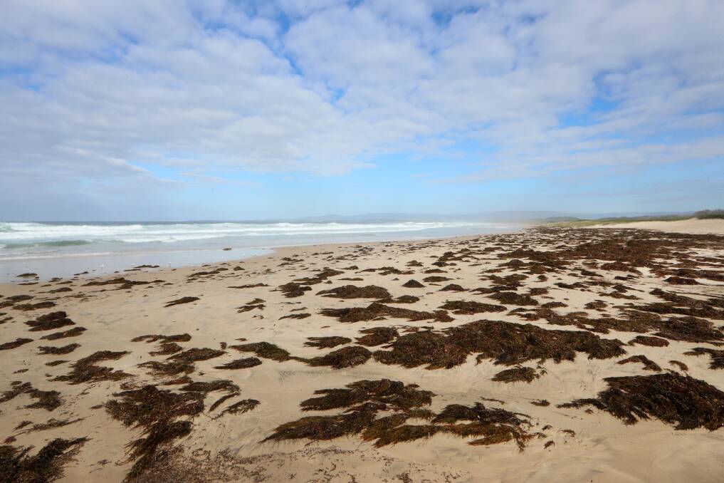 Port Kembla beach was covered in seaweed on Friday. Picture: Sylvia Liber