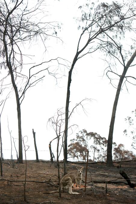 Kangaroos were hopping for joy when rain fell over burnt bushland. Picture: Sylvia Liber