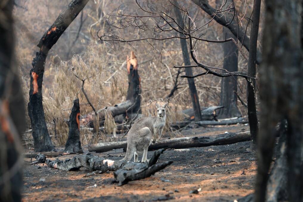 Kangaroos were hopping for joy when rain fell over burnt bushland. Picture: Sylvia Liber