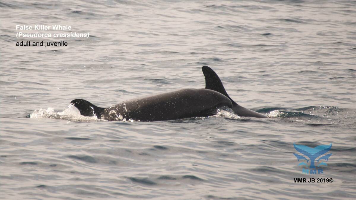False Killer Whales snapped inside Jervis Bay. Picture: Marine Mammal Research JB and Backyard Zoology