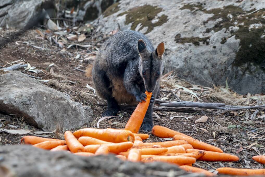 Thriving: Emergency food drops helped the endangered marsupial survive in the wake of their habitat being destroyed. Picture: supplied