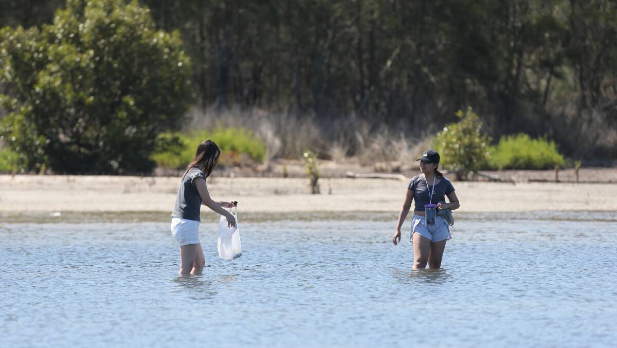 Collecting: Last summer, many visitors came to Lake Illawarra to fish cockles with some taking more than the legal limit. Picture: Robert Peet.