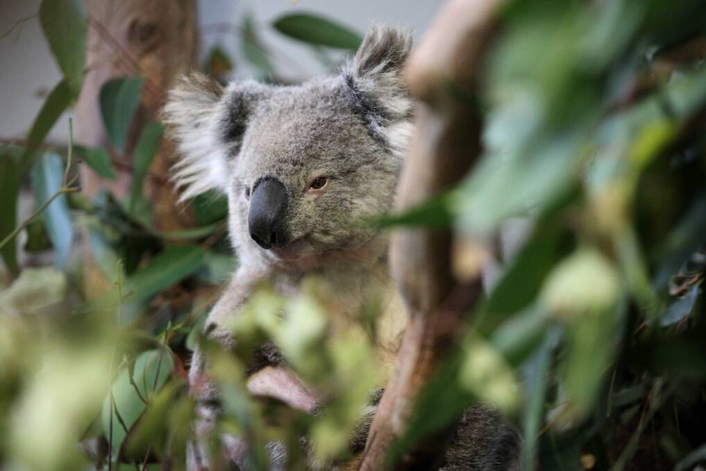 Koala Rosie was hit by a car on Appin Road in 2016. Picture: Jonathan Ng