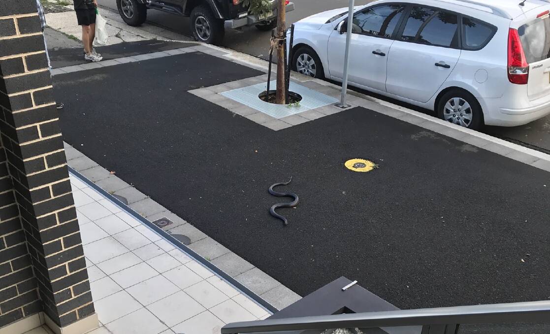 Vedran Stajic captured this photo of a red-bellied black snake on Atchison Street in Wollongong today.