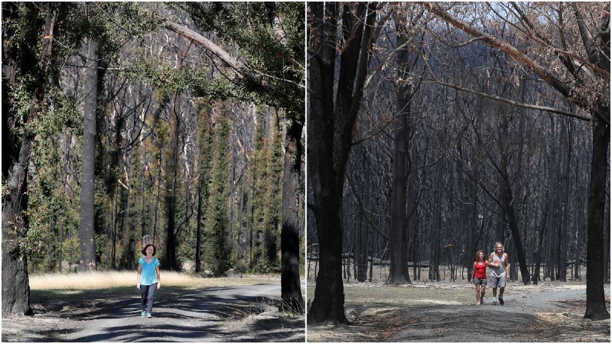 Duffys Lane residents Andy and Brigid Jordan have watched blackened trees come back to life. Pictures: Robert Peet