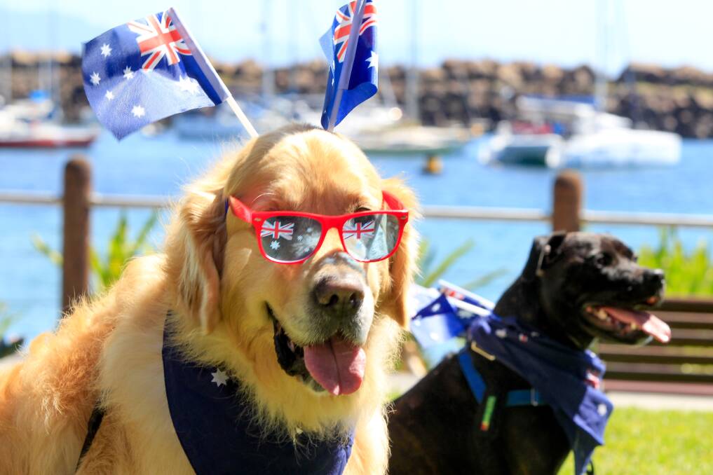 Pawfect: The Ozzy Doggy Show will be held again during Wollongong Council's Australia Day celebrations. Picture: Georgia Matts