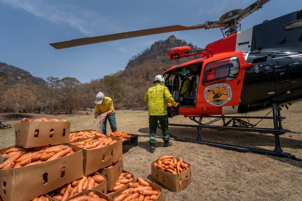 National Parks and Wildlife Service rangers did emergency food drops from helicopters and trekked into the bush each week. Picture: Supplied