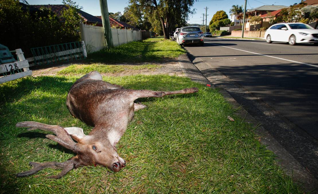 A young male deer was hit by a car and later shot by police on Mount Keira Road, West Wollongong in May. Picture: Adam McLean