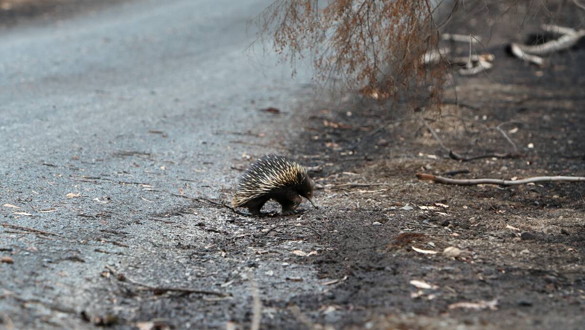 An echidna walks across a road, from one burnt other location to another. Picture: Sylvia Liber