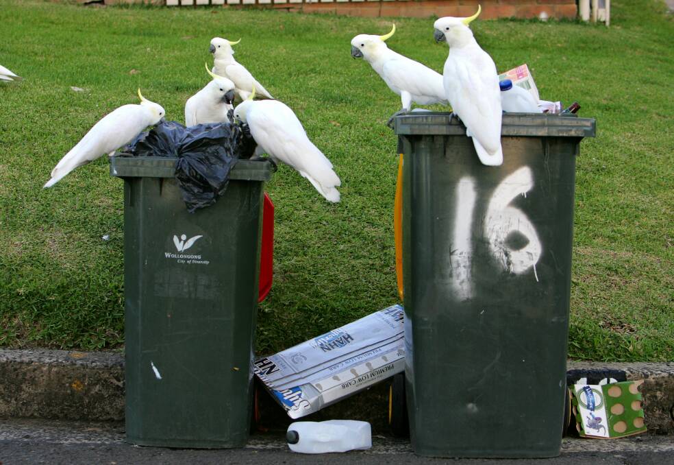 Cockatoos feast on food scraps in Austinmer. File picture: Kirk Gilmour