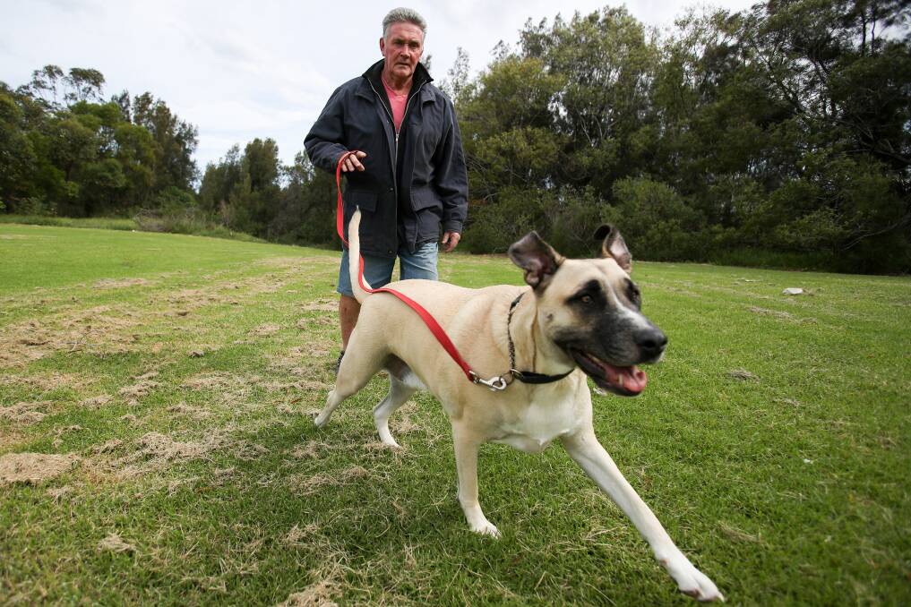 Run free: Chris Dunleavy enjoys walking his dog Otis at JJ Kelly Park in Wollongong. He supports the creation of off-leash areas at the park. Picture: Adam Mclean