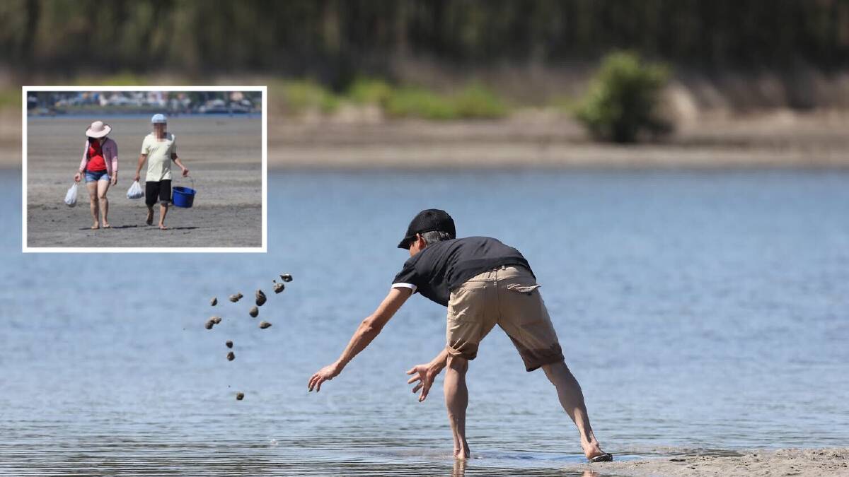 Excessive: The Mercury visited Lake Illawarra South on Tuesday and found two groups of fishers all with more than 50 cockles. Pictures: Robert Peet