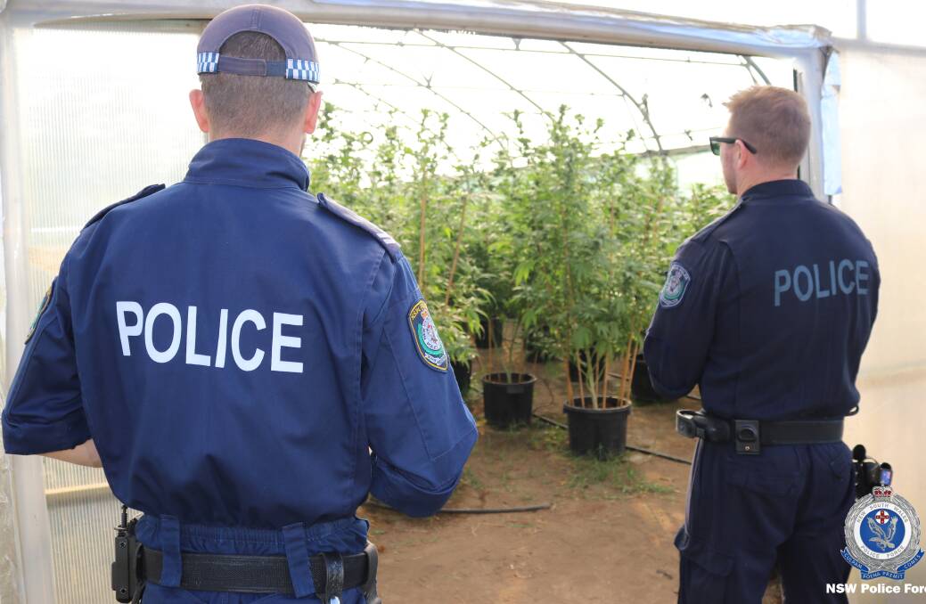 Illawarra police officers seized more than 3000 cannabis plants and seedlings in greenhouses on a rural property in Calderwood. Picture: NSW Police