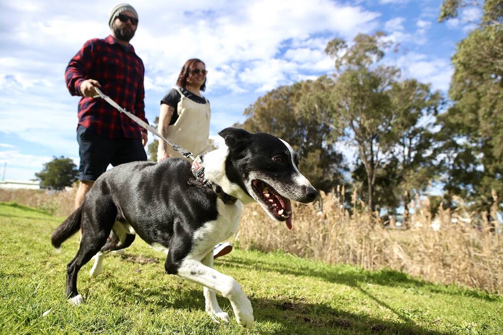Dog walk: Ashleigh and Dean Irvine, with their dog Jax, support a proposal for an off-leash dog park at Shellharbour Memorial Park, Warilla. Picture: Adam McLean