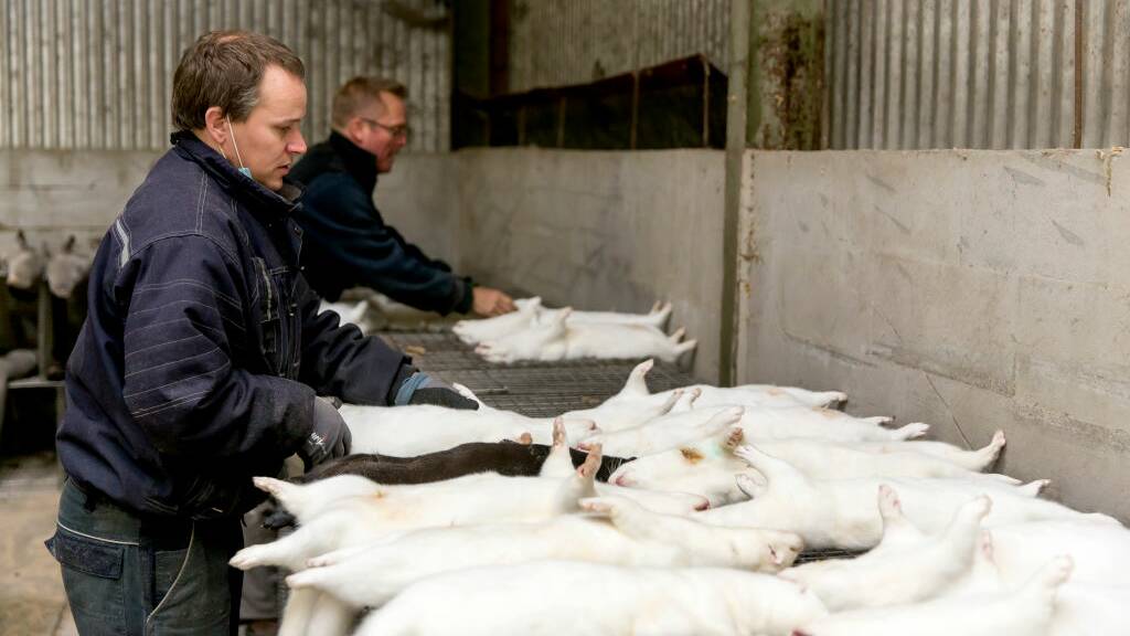 Workers with culled minks after the Danish government's order to mass cull all 17 million minks in the country. Picture: Getty Images