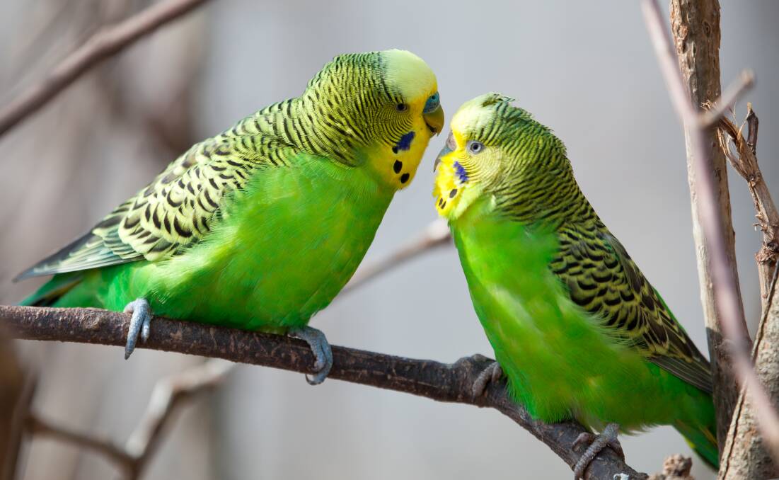 Budgies really do look best in yellow and green. Picture: Shutterstock